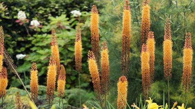 Best tall perennial flowers – 11 graceful plants for natural screening and privacy