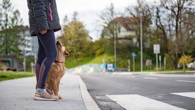 Want to ensure your dog stays safe when you're out and about? Trainer reveals the one skill you want to teach them