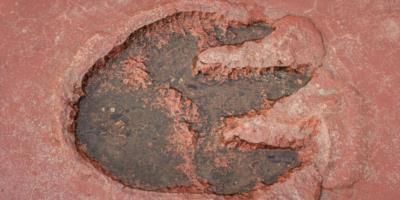 Matching Dinosaur Footprints Found On Opposite Sides Of World