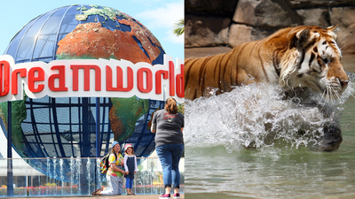 Dreamworld Employee Rushed To Hospital After Being Mauled By A Tiger