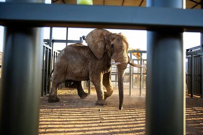 How do you get a huge grumpy elephant to a new home 120 miles away? Call the elephant movers