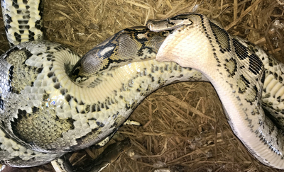 Giant python caught swallowing even bigger python alive in world first