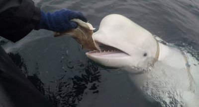 Beluga whale suspected of spying for Russia found dead in Norway