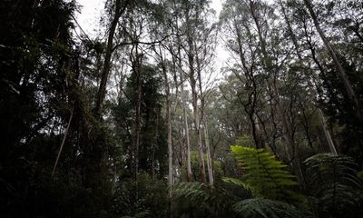 Environment watchdog powers may be weakened to pass parliament, Albanese says