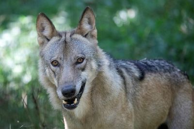 As Wolves Swoop, Austrians Grab Guns For Contested Cull
