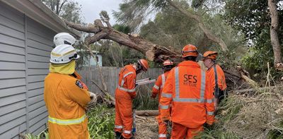 Worried about your trees after the windstorms? Here are 7 signs you might be at risk