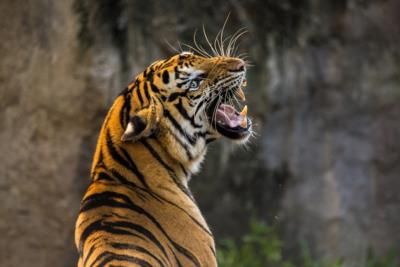 Tiger Mauls Handler At Australian Amusement Park