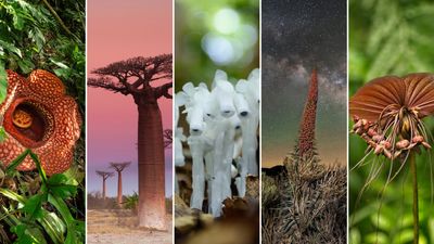 32 places where you can find the world's most impressive plant life