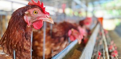 Consumers want cage-free eggs, but Indonesian farmers say they need more support to do this