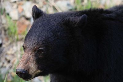 How We Treat Bears in Cities Is Trash