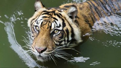 Dreamworld tiger attack: Handler mauled by big cat at theme park near Australia's Gold Coast