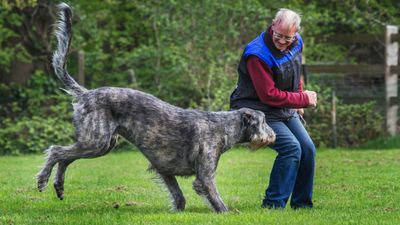 Do you have a reactive dog? Trainer reveals the surprising thing that can help calm them down (and it's a real game-changer)