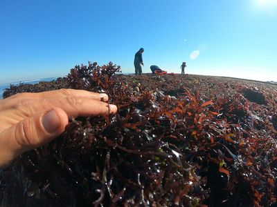 Best Sea Moss Supplements And Their Numerous Health Benefits