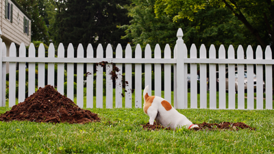 How to stop a dog digging, according to an expert trainer