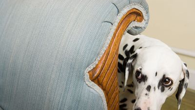 32 reasons to avoid using punishment with your pet