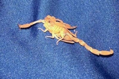 Tourist stung on testicles by a scorpion at Las Vegas hotel sues over ruined sex life