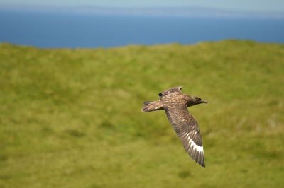 Five more bird species have been added to UK’s ‘red list’