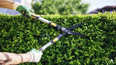 7 plants to prune in September – what to trim and tips for how much to remove