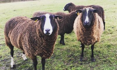 The pet I’ll never forget: Catkin the sheep, who broke my ribs and then my heart