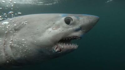 A really big shark got gobbled up by another, massive shark in 1st known case of its kind