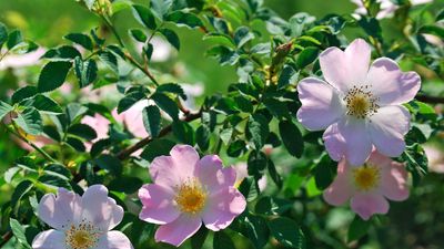 Transform your borders with romantic wild roses – and add natural charm to any garden