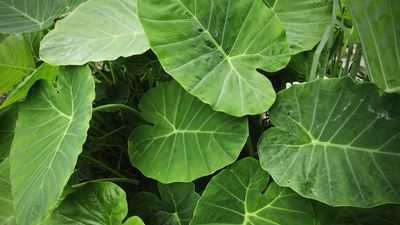 How to plant elephant ear bulbs – expert tips for dramatic foliage