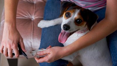 How do you clip a dog’s nails? A vet reveals everything you need to know.