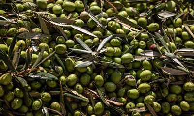 Thieves try to steal almost half a tonne of olives as harvest begins in Spain