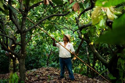 The bitter future of chocolate? How drought and a youth exodus threaten Mexico’s prized cocoa