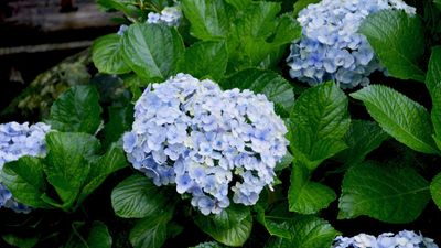 When to prune Endless Summer hydrangeas for better blooms – and the crucial times to avoid snipping