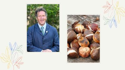 Monty Don shares his expert advice for ensuring next year's spring bulbs are a success