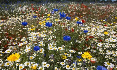 England’s nature-friendly farming budget to be cut by £100m