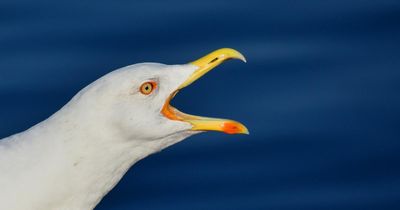 Children 'left with gashes on scalps' after seagull attacks in Scottish town