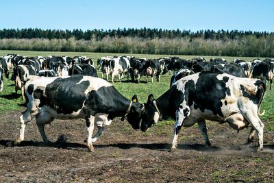 Denmark reports cases of bluetongue disease that can be fatal to sheep but is harmless to humans