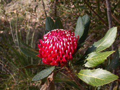 ‘A symbol of our nation’: waratah among 20 more species added to Australia’s threatened wildlife list