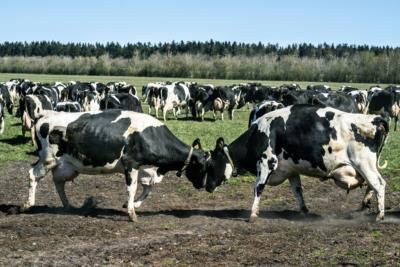 Denmark Reports Cases Of Bluetongue Virus In Ruminant Animals