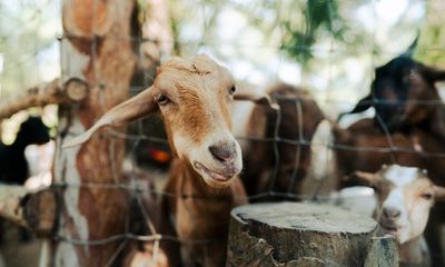 Slaughterhouse video taken by ‘extreme’ animal activists amounts to ‘ongoing trespass’, federal court told