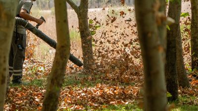 Are leaf blowers bad for the environment? 5 ways leaf blowers can harm garden habitats and how to avoid them