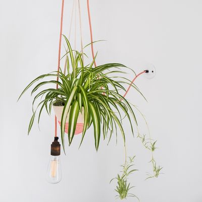 Why is my spider plant turning brown? – 10 reasons why this could be happening and what to do to fix them