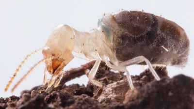 Kamikaze termites blow themselves up with 'explosive' backpacks — and scientists just figured out how