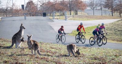 Kangaroo nightmare: why Canberrans fear using this sports track