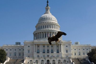 House readies to help bald eagle soar as national bird - Roll Call