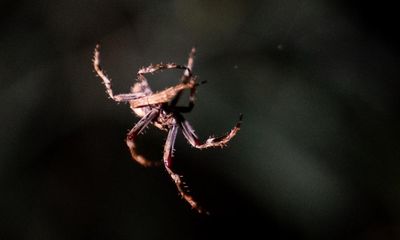 Light pollution is shrinking the brains of city-dwelling spiders, study says