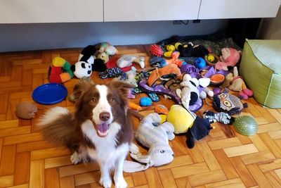 ‘Gifted’ dogs can remember names of toys for at least two years, study shows