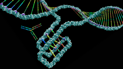 50,000 'knots' scattered throughout our DNA control gene activity