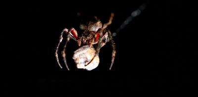 City light pollution is shrinking spiders’ brains