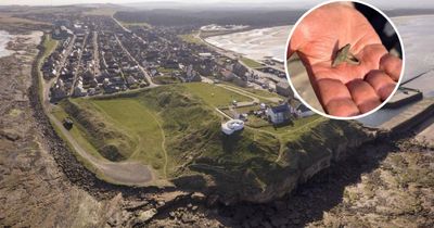 Volunteer archaeologist finds 'incredible' 1000-year-old Pictish ring in Scottish dig