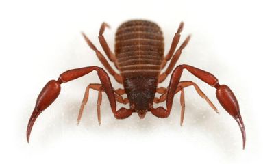 Specieswatch: No sting in the tail to the pest-munching book scorpion