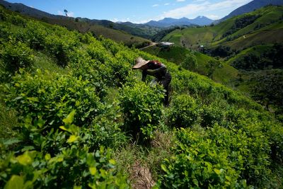 Cocaine trade in the rugged Micay Canyon threatens Colombia's peace efforts