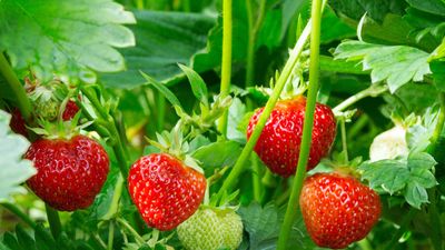 Now is the time to lift and divide strawberries – for a bigger and better harvest in the years ahead